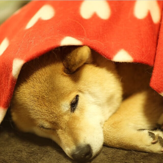 德甲球队通过数据建模优化球员冲刺频次分配的研究，德甲球员评分